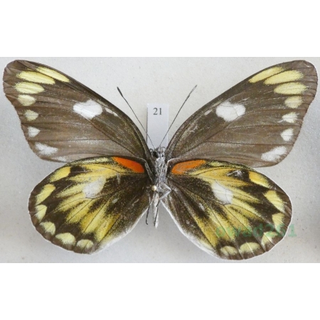 Delias zebuda Hewitson, 1862 female reverse Indonesia, Sulawesi21